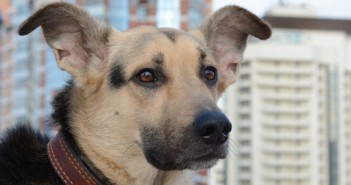 Indicators of rabies in dogs and what to do once you discover them