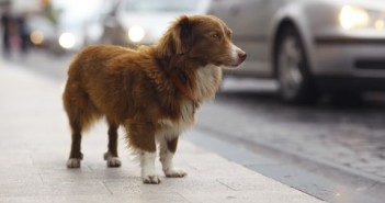 Recognizing and treating mange