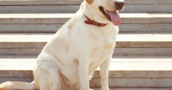 5 easy tips to potty training your puppy successfully top 10 dogs for families