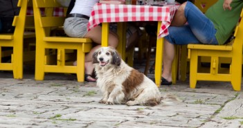 How to choose the best food for your dog