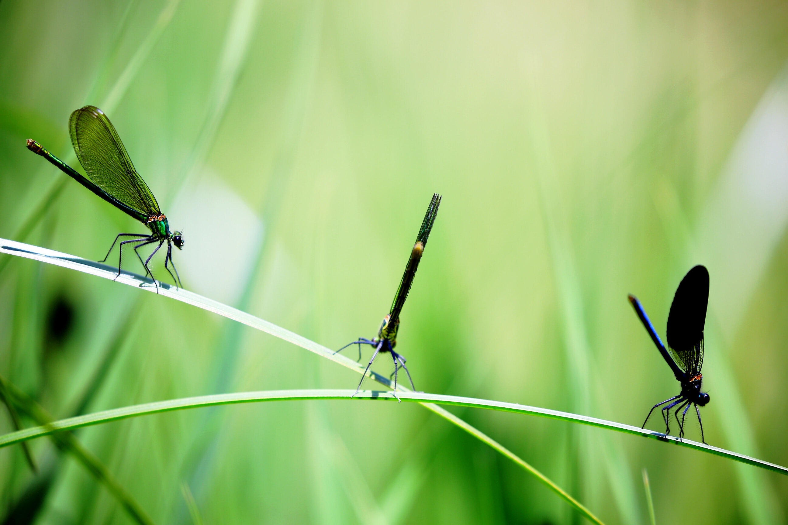 dragonflies 