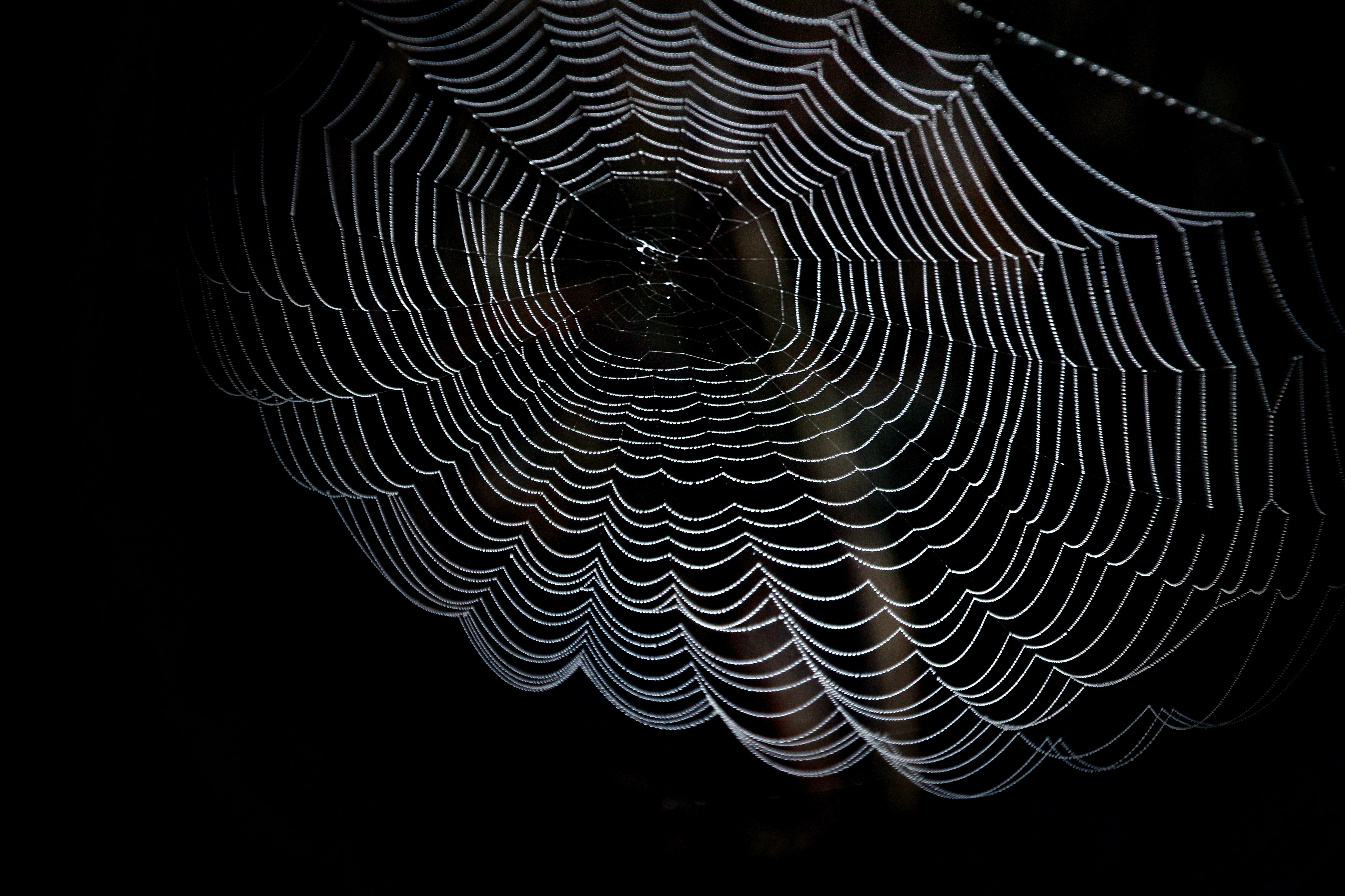 a spider net
